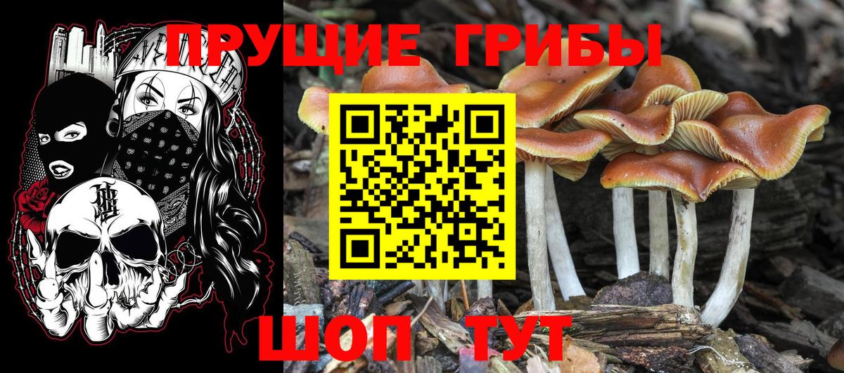 Псилоцибиновые грибы Cubensis Конаково